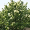 Syringa Pekinensis China Snow Tree