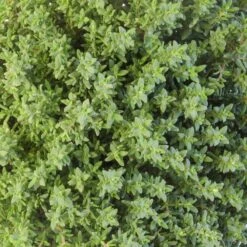 Thyme Herb - Standard Shape