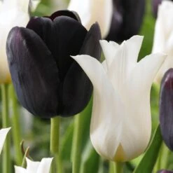Tulip Black And White (Pack Of 15)