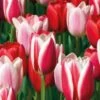 Tulip Darwin Hybrid Delight Mix (Pack Of 15)