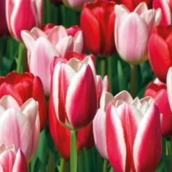 Tulip Darwin Hybrid Delight Mix (Pack Of 15)