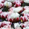 Tulip Double Red And White (Pack Of 15)