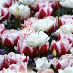 Tulip Double Red And White (Pack Of 15)