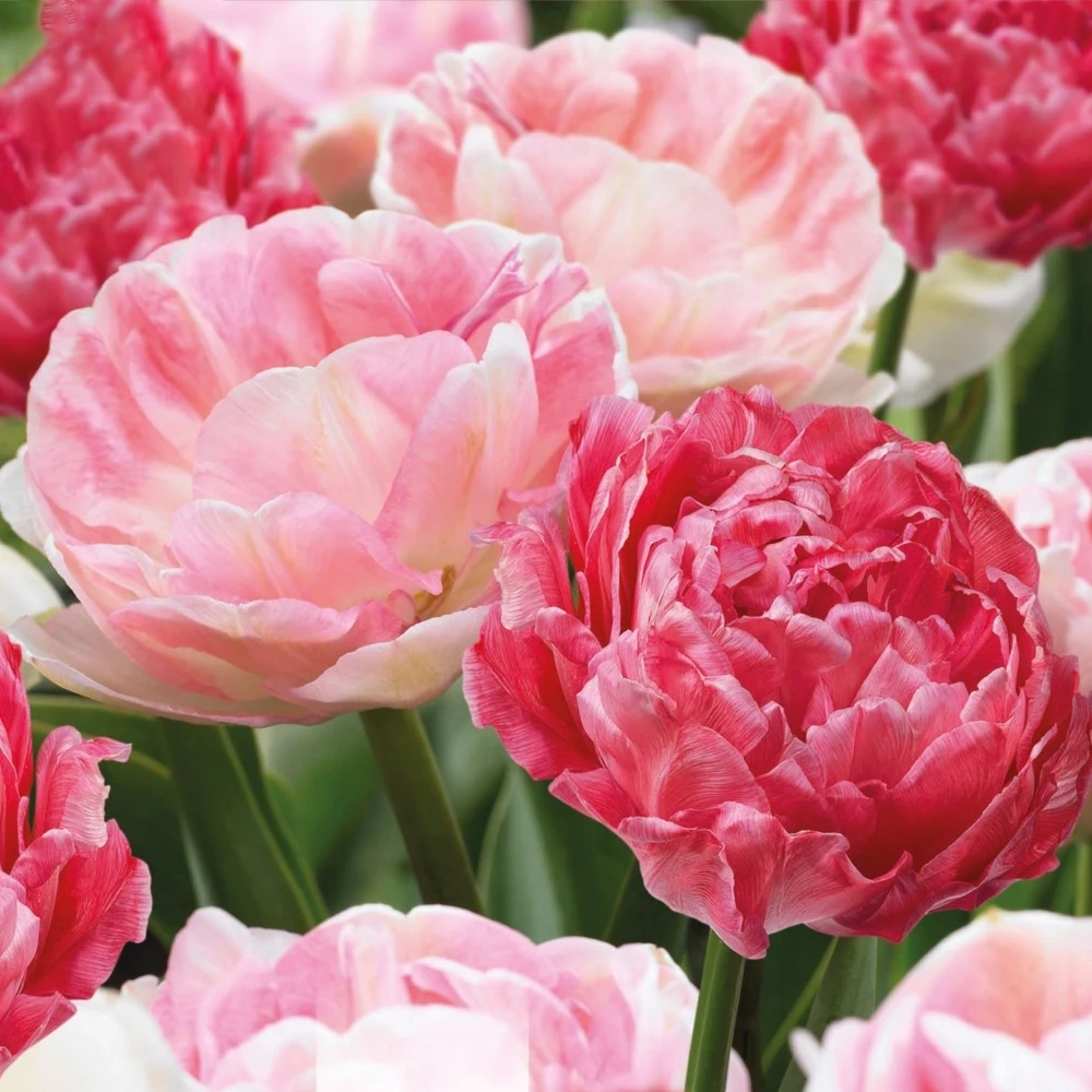 Tulip Double Sweet Pink Mix (Pack of 12) Tulip Double Sweet Pink Mix (Pack Of 12) -Garden Plant Seed Store tulip double sweet pink mix pack of 12 p6920 49517 image