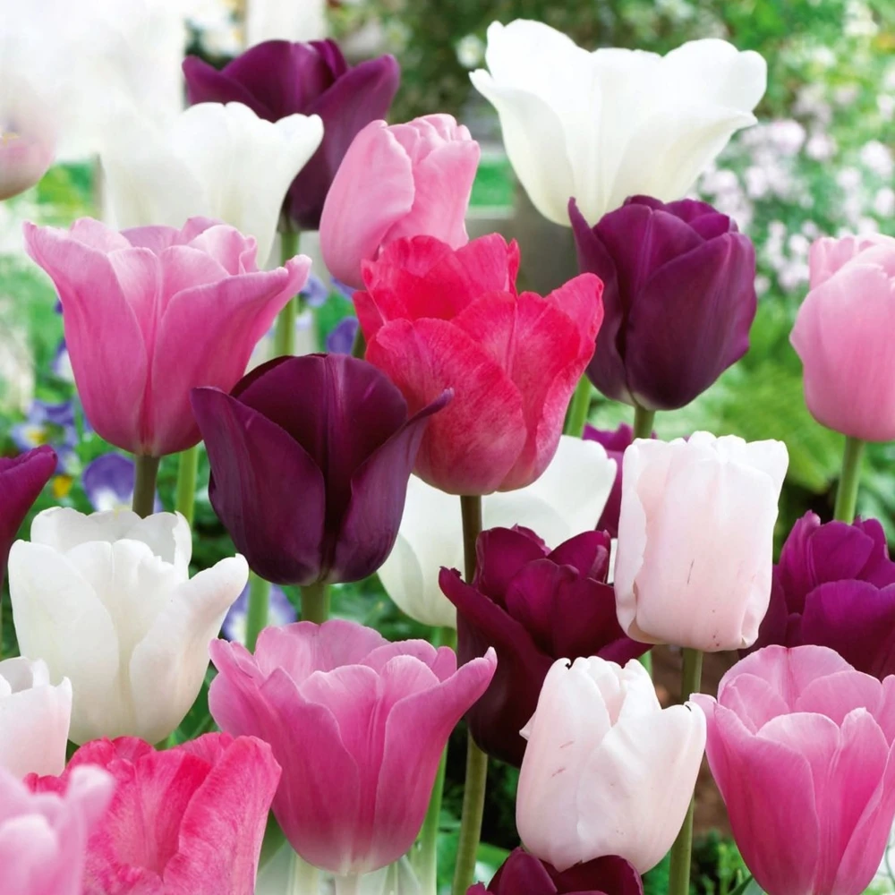 Tulip Pink, White and Purple Blend (Pack of 20) Tulip Pink, White And Purple Blend (Pack Of 20) -Garden Plant Seed Store tulip pink white and purple blend pack of 20 p6910 49540 image