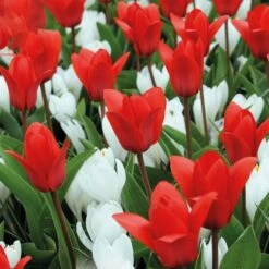 Tulip Red And Crocus White (Pack Of 25)