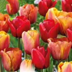 Tulip Red, Orange And Yellow Blend (Pack Of 20)