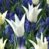 Tulip White And Muscari Blue (Pack Of 25)