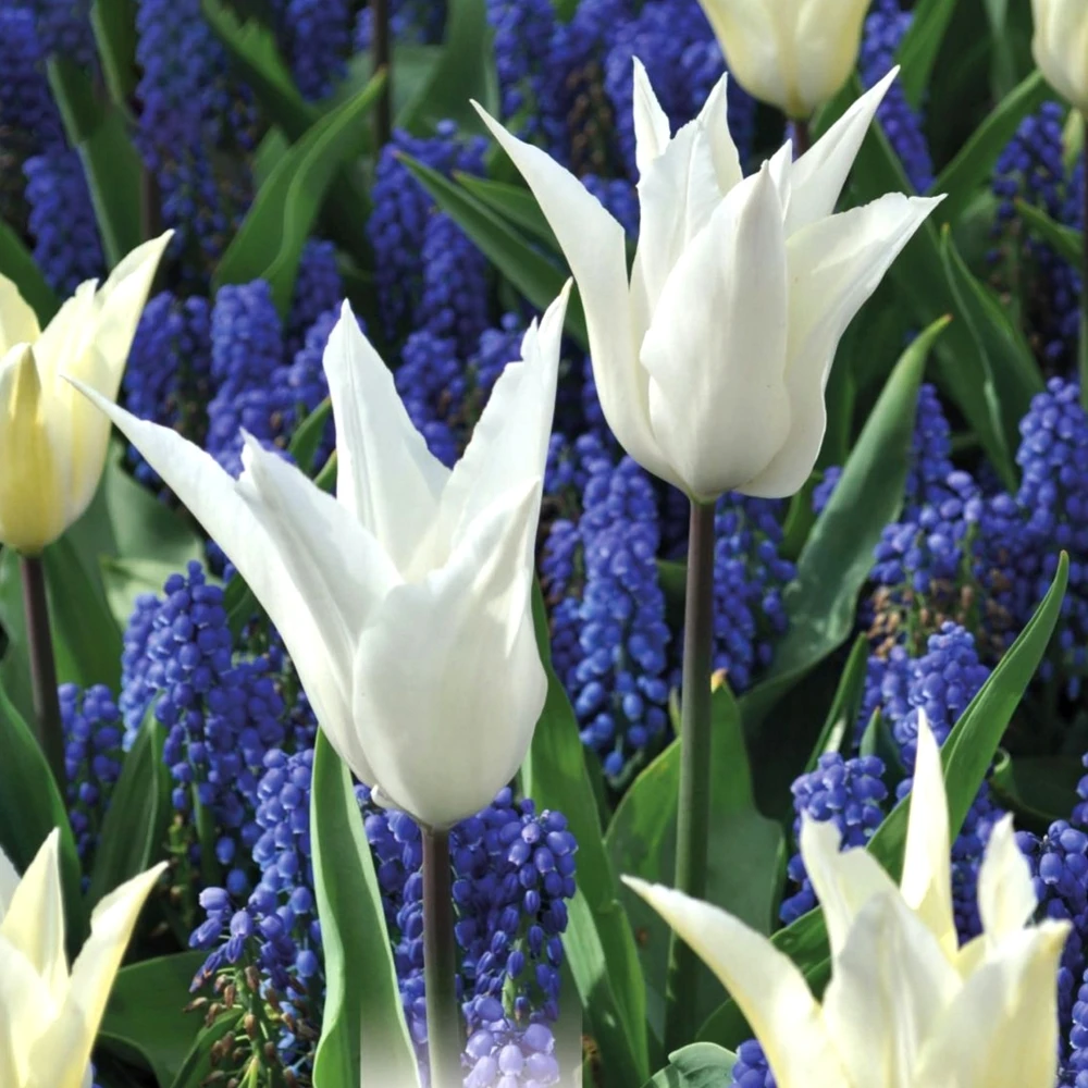 Tulip White and Muscari Blue (Pack of 25) Tulip White And Muscari Blue (Pack Of 25) -Garden Plant Seed Store tulip white and muscari blue pack of 25 p6918 49514 image