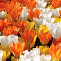 Tulip White, Yellow And Orange Blend (Pack Of 20)