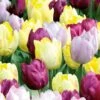 Tulip Yellow, Purple And Lilac Blend (Pack Of 20)