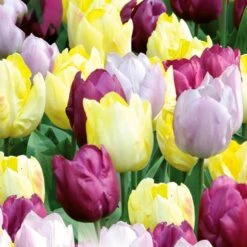 Tulip Yellow, Purple And Lilac Blend (Pack Of 20)