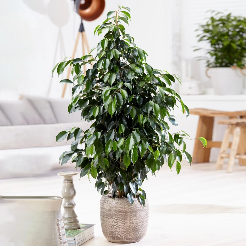 Weeping Fig - Ficus Benjamina Danielle Weeping Fig - Ficus Benjamina Danielle -Garden Plant Seed Store weeping fig ficus benjamina danielle p7332 52550 image