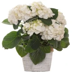 White Hydrangea