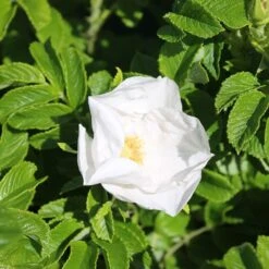 White Ramanus Rose Bare Root Hedge (2ft - 3ft)