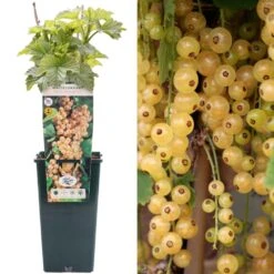 Whitecurrant - Ribes Rubrum White Versailles