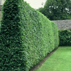 Wild Privet Bare Root Hedge (1ft - 4ft)