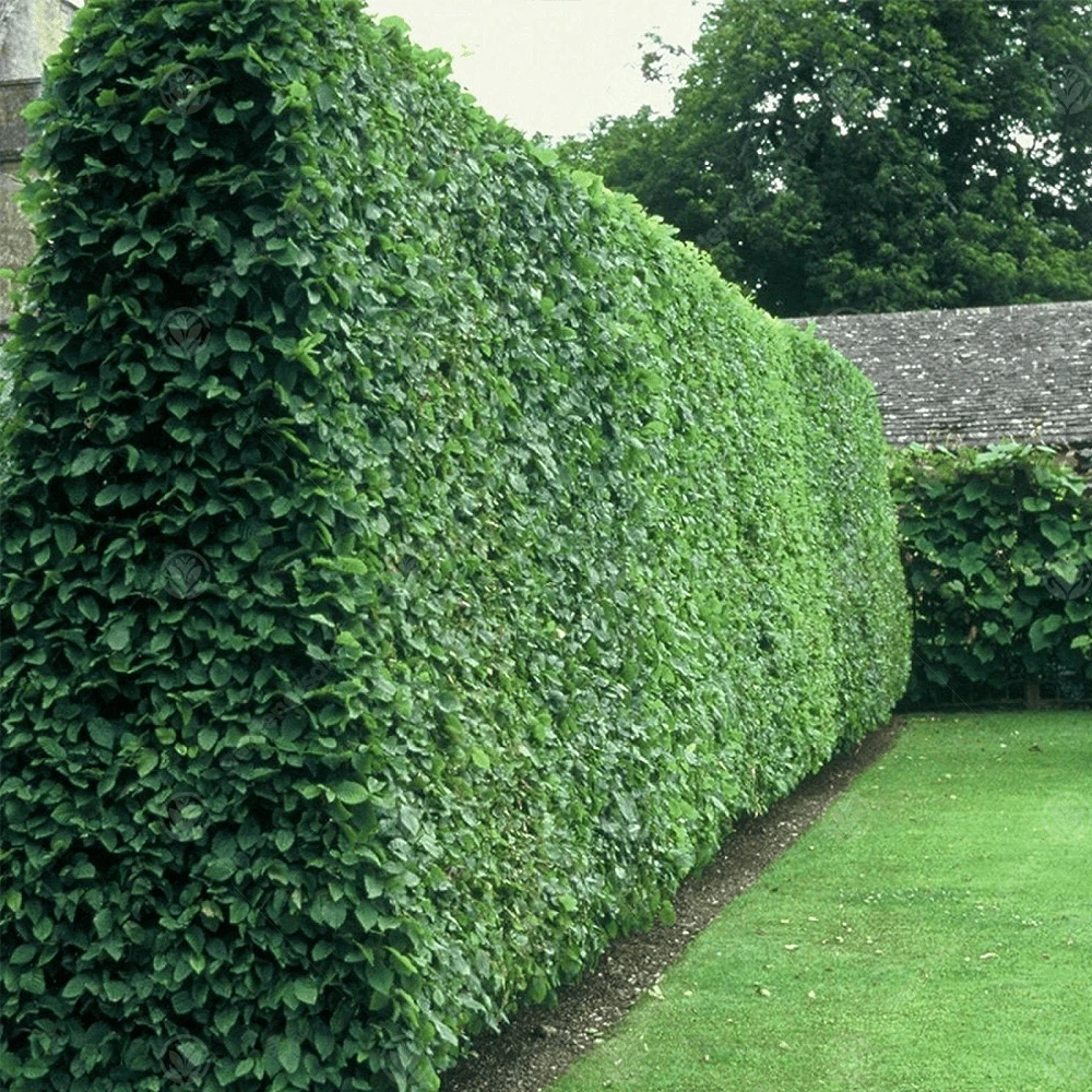 Wild Privet Bare Root Hedge (1ft - 4ft) Wild Privet Bare Root Hedge (1ft - 4ft) -Garden Plant Seed Store wild privet bare root hedge 1ft 4ft p7156 51345 image