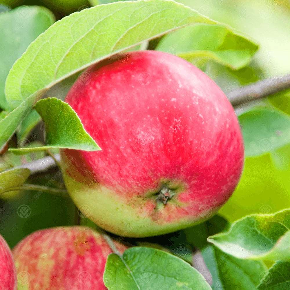 Worcester Pearmain Apple Tree Worcester Pearmain Apple Tree -Garden Plant Seed Store worcester pearmain apple tree p4423 34520 image