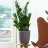 ZZ Plant - Zamioculcas Zamiifolia